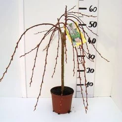 Salix Caprea 'Pendula' 7 Salix Caprea 'Pendula' -Pflanzensamenladen salix caprea pendula3