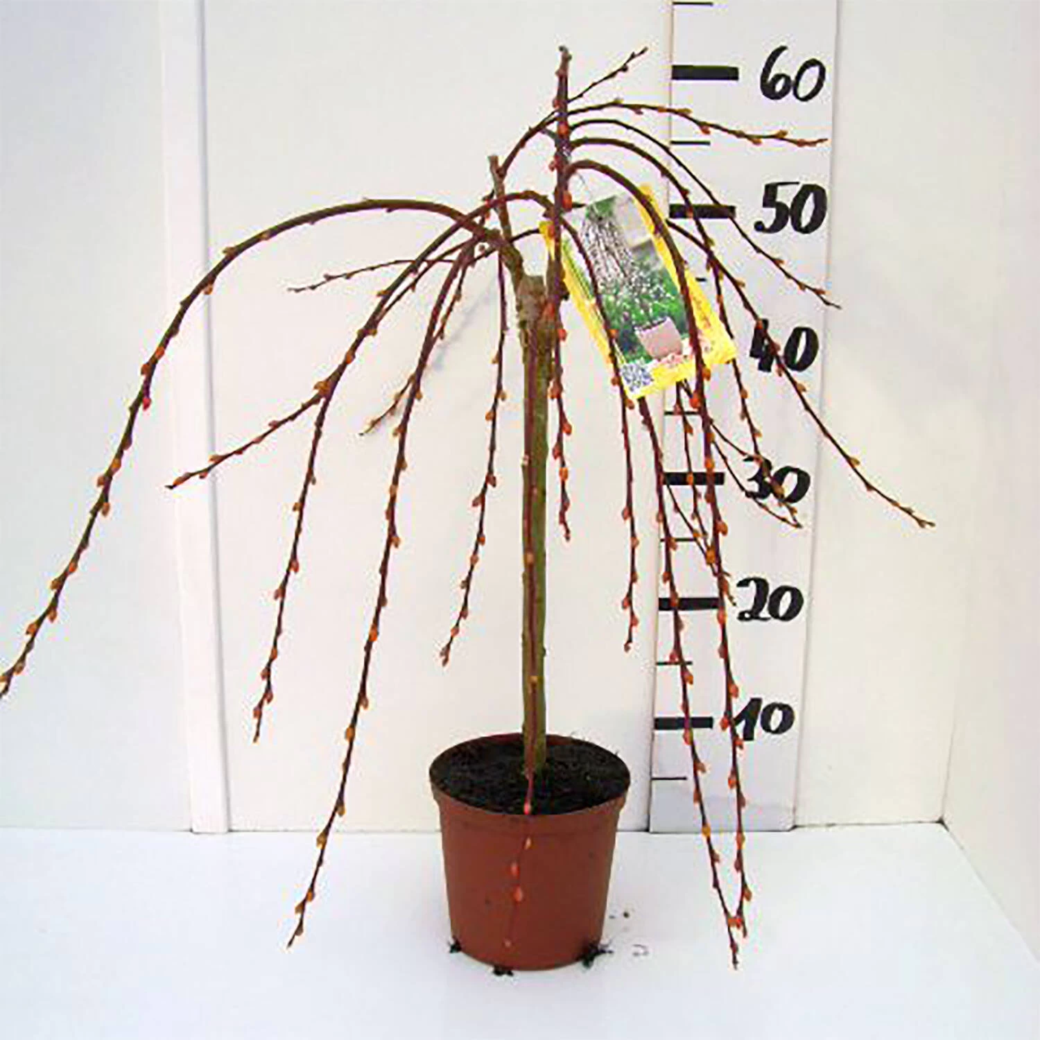 Salix Caprea 'Pendula' 5 Salix Caprea 'Pendula' – Bild 3