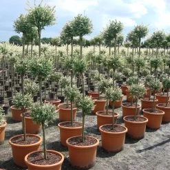 Salix Integra 'Hakuro Nishiki' -Pflanzensamenladen salix integra hakuro nishiki3