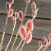Salix 'Rotkätzchen' -R- -Pflanzensamenladen salix rotkaetzchen 2