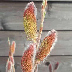 Salix 'Rotkätzchen' -R- -Pflanzensamenladen salix rotkaetzchen 24
