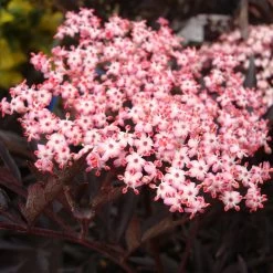 Sambucus Nigra 'Black Lace'®