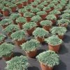 Juniperus Horizontalis 'Icee Blue' ® 2 Juniperus Horizontalis 'Icee Blue' ® -Pflanzensamenladen stahlblauer zwergwacholder juniperus icee blue