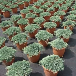 Juniperus Horizontalis 'Icee Blue' ®