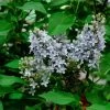 Syringa Vulgaris 'Amethyst' 1 Syringa Vulgaris 'Amethyst' -Pflanzensamenladen syringa vulgaris amethyst 1
