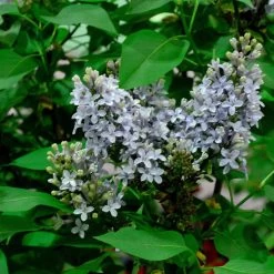 Syringa Vulgaris 'Amethyst'