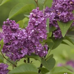 Syringa Vulgaris 'Charles Joly'