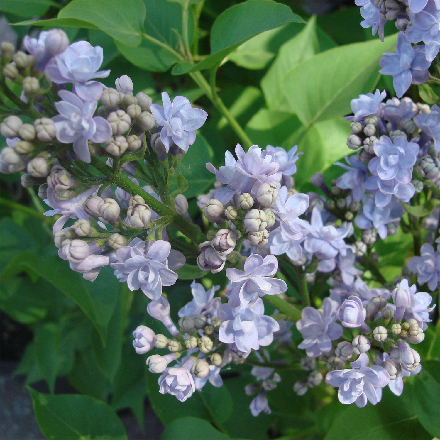 Syringa Vulgaris 'Michel Buchner' 3 Syringa Vulgaris 'Michel Buchner'