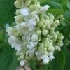 Syringa Vulgaris 'Mme.Lemoine' -Pflanzensamenladen syringa vulgaris mmelemoine