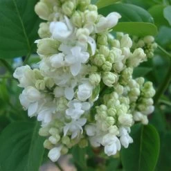 Syringa Vulgaris 'Mme.Lemoine'