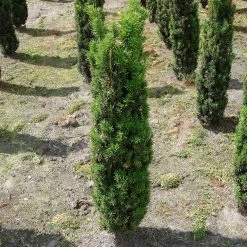 Taxus Baccata 'Fastigiata Robusta'