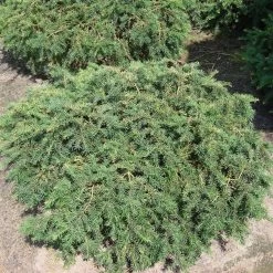 Taxus Baccata 'Repandens' -Pflanzensamenladen taxus baccata repandens3