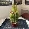 Thuja Occidentalis 'Golden Smaragd®' -Pflanzensamenladen thuja occidentalis golden smaragd lebensbaum 7