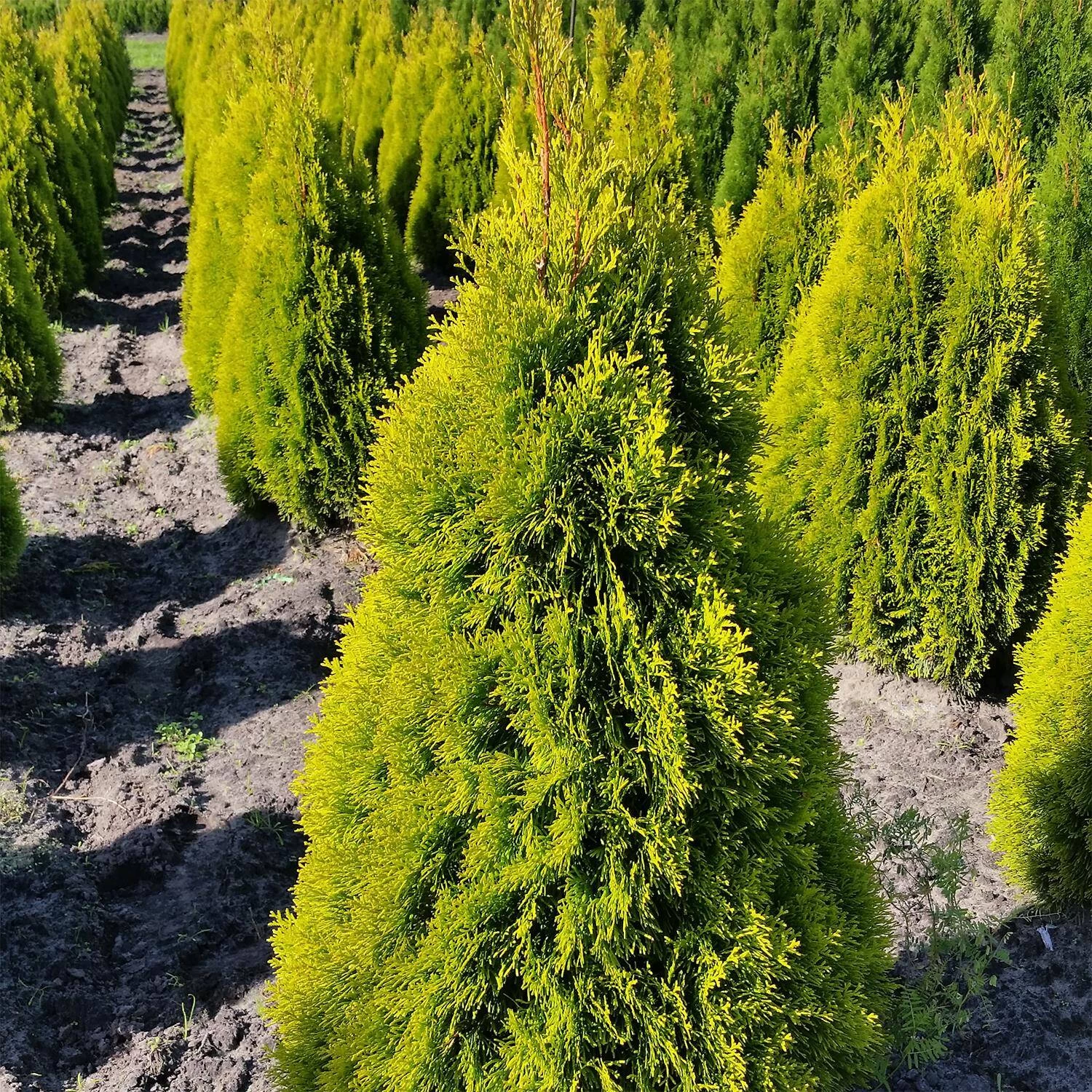 Thuja Occidentalis 'Golden Smaragd®' 4 Thuja Occidentalis 'Golden Smaragd®' – Bild 2