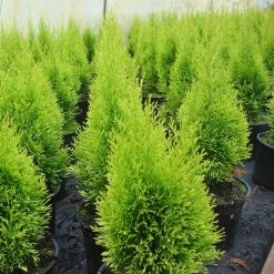 Thuja Occidentalis 'Golden Smaragd®' 7 Thuja Occidentalis 'Golden Smaragd®' -Pflanzensamenladen thuja occidentalis golden smaragd lebensbaum 73