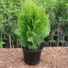 Thuja Orientalis 'Aurea Nana' -Pflanzensamenladen thuja orientalis aurea nana