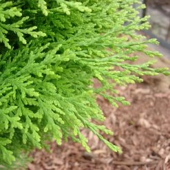 Pflanzensamenladen -Pflanzensamenladen thuja orientalis aurea nana2