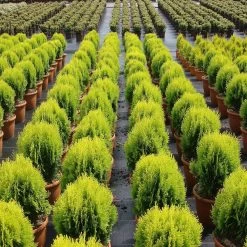 Thuja Orientalis 'Aurea Nana' -Pflanzensamenladen thuja orientalis aurea nana3