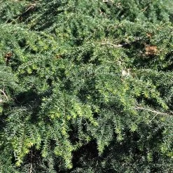 Tsuga Canadensis 'Nana'