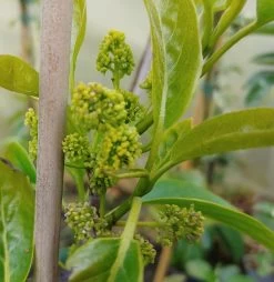 Schwarzer Tupelobaum Nyssa Sylvatica 9 Schwarzer Tupelobaum Nyssa Sylvatica -Pflanzensamenladen tupelobaum bl te