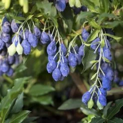 Vaccinium Corymbosum 'Lucky Berry' ® -Pflanzensamenladen vaccinium corymbosum lucky berry3