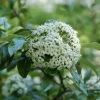 Viburnum 'Eskimo' -Pflanzensamenladen viburnum eskimo