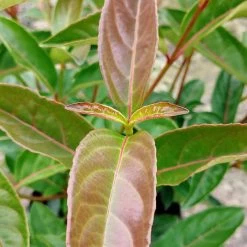 Viburnum Hillieri 'Le Bois Marquis'