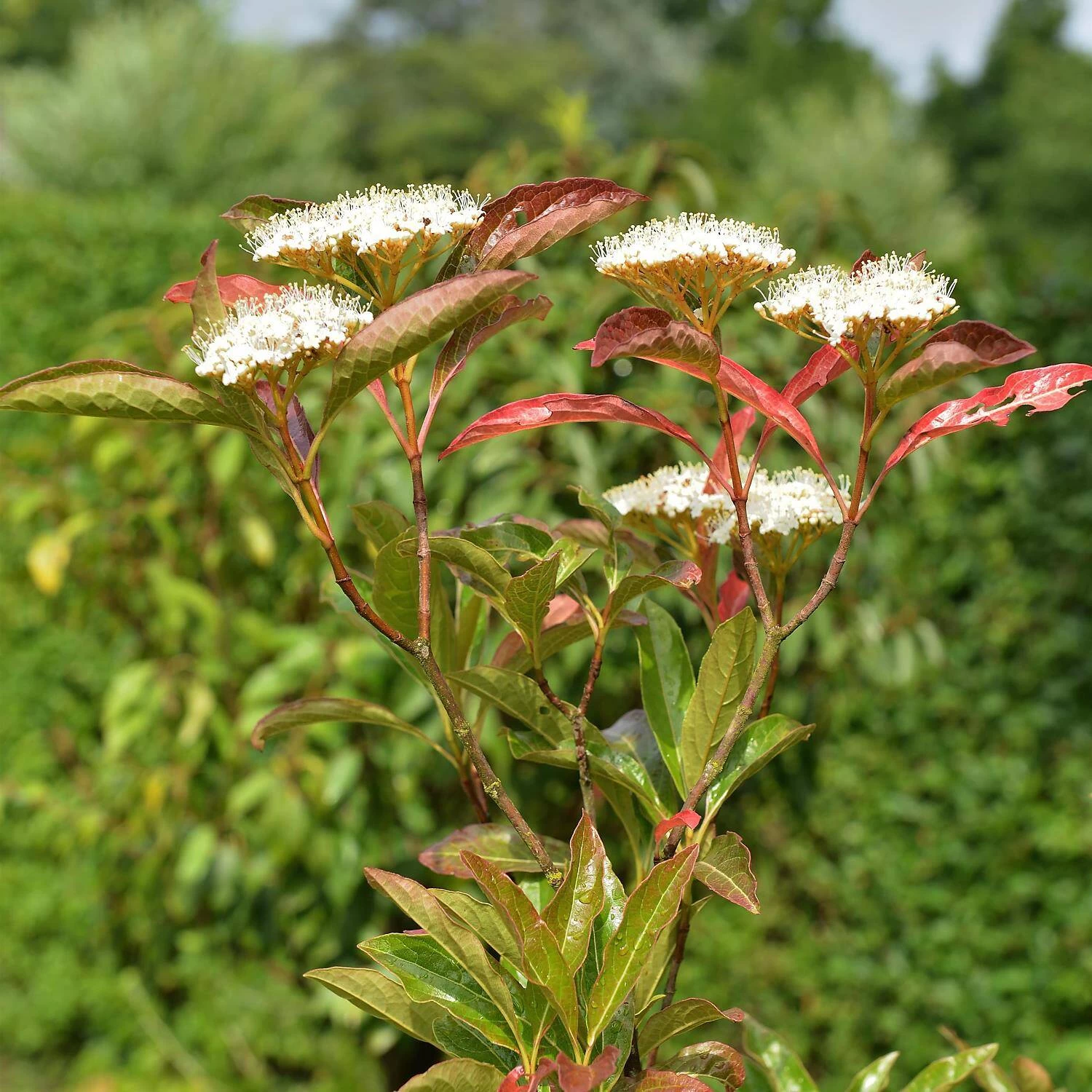 Viburnum Nudum 'Pink Beauty' 3 Viburnum Nudum 'Pink Beauty'
