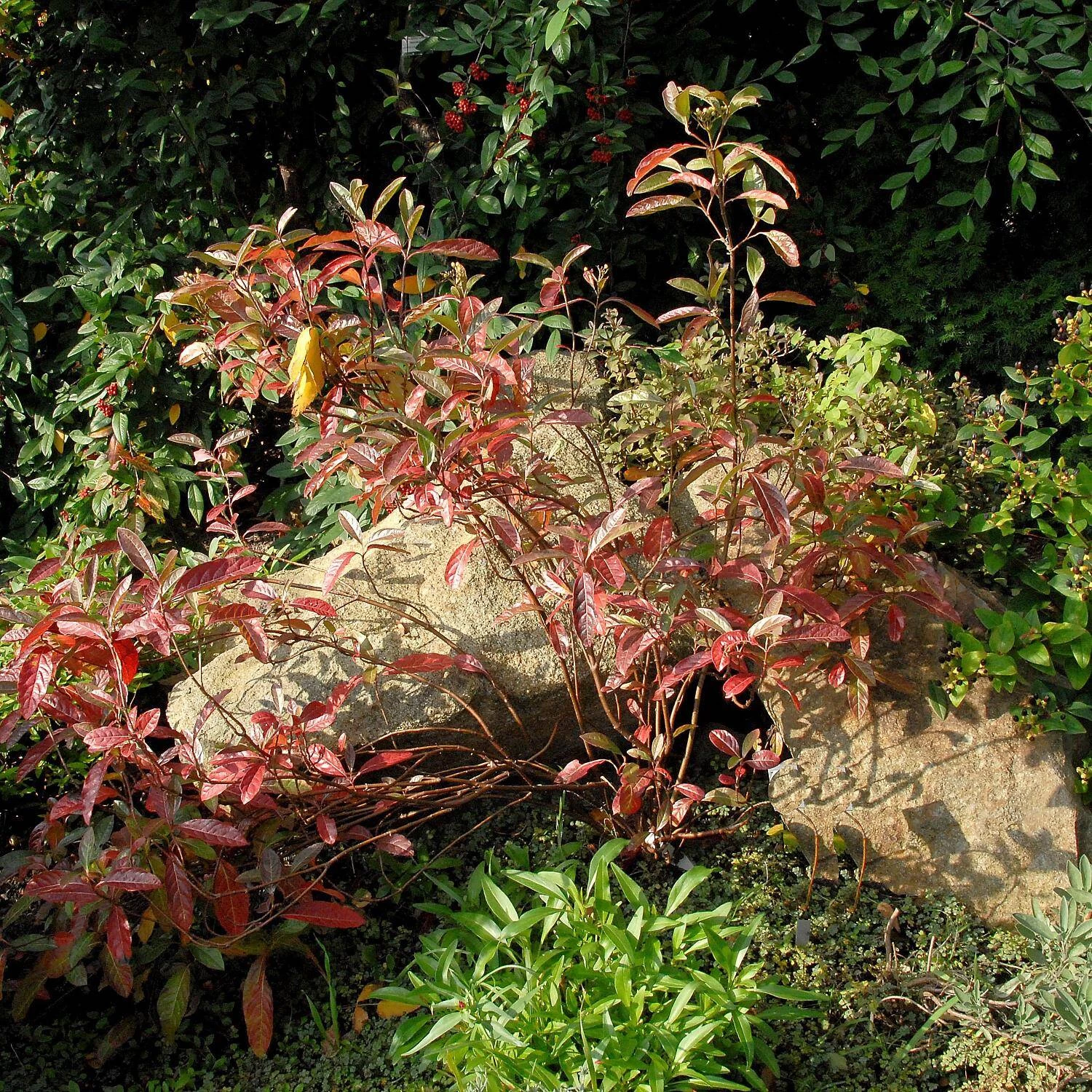 Viburnum Nudum 'Pink Beauty' 4 Viburnum Nudum 'Pink Beauty' – Bild 2