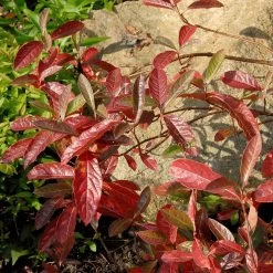 Viburnum Nudum 'Pink Beauty' 7 Viburnum Nudum 'Pink Beauty' -Pflanzensamenladen viburnum nudum pink beauty 13
