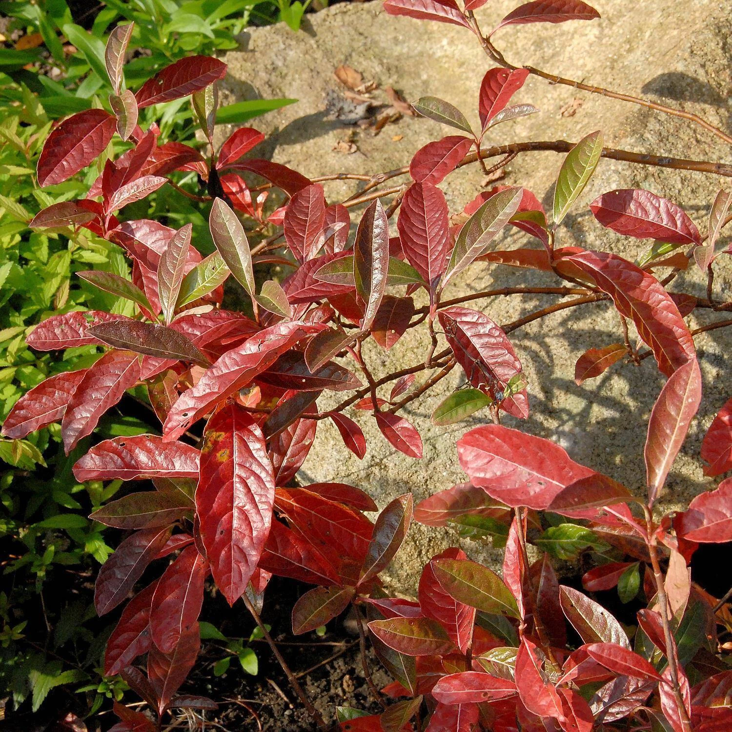 Viburnum Nudum 'Pink Beauty' 5 Viburnum Nudum 'Pink Beauty' – Bild 3