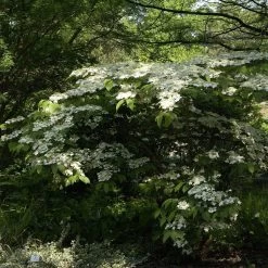 Viburnum Plicatum 'Mariesii'