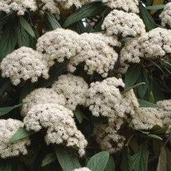 Viburnum Rhytidophyllum