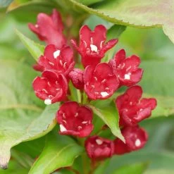 Weigela Florida 'Cherry Love'