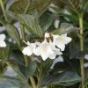 Weigela Florida 'Ebony And Ivory' -Pflanzensamenladen weigela florida ebony and ivory
