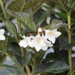 Weigela Florida 'Ebony And Ivory'