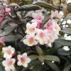 Weigela Florida 'Vintage Love' -Pflanzensamenladen weigela florida vintage love