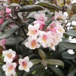 Weigela Florida 'Vintage Love'