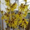 Zaubernuss `Arnold Promise´ Hamamelis X Intermedia `Arnold Promise´ 2 Zaubernuss `Arnold Promise´ Hamamelis X Intermedia `Arnold Promise´ -Pflanzensamenladen zaubernuss arnold promise