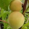 Honigpfirsich `Honeysun®´ Prunus Persica `Honeysun´ -Pflanzensamenladen zierpfirsich fruchtXZbYapVdmRotk