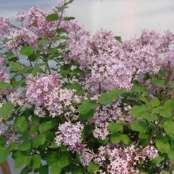Syringa Meyeri 'Palibin'