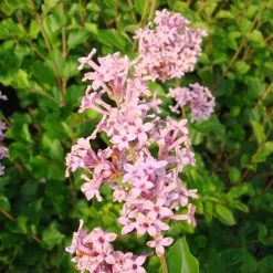 Syringa Meyeri 'Palibin' -Pflanzensamenladen zwergflieder palibin flieder3