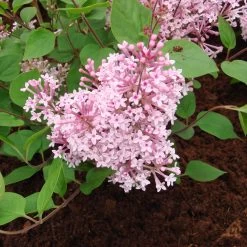 Syringa Meyeri 'Palibin' -Pflanzensamenladen zwergflieder palibin flieder4