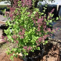 Syringa Meyeri 'Palibin' -Pflanzensamenladen zwergflieder palibin flieder5