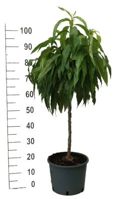 Zwergpfirsich `Bonanza´ Prunus Persica -Pflanzensamenladen zwergpfirsich weiss