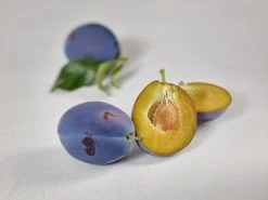 Haganta (S) Prunus Domestica `Haganta´ -Pflanzensamenladen zwetschge haganta g